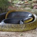 Yellow-tailed Indigo Snake - Photo (c) John Sullivan, some rights reserved (CC BY-NC), uploaded by John Sullivan