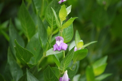 Justiciinae