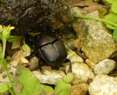 Phanaeus triangularis