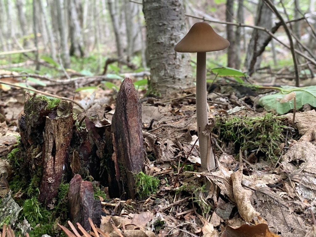 Beech Rooter Beech Rooter from Prince Edward Island, Canada on August 20, 2023 at 12 ...