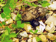 Phanaeus triangularis