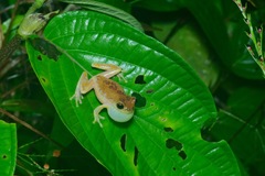 Dendropsophus triangulum