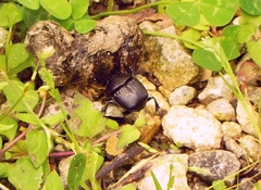 Phanaeus triangularis