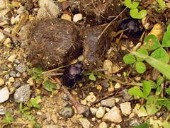 Phanaeus triangularis