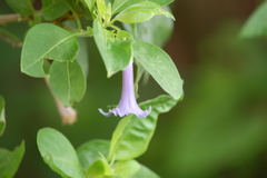 Eriolarynx australis