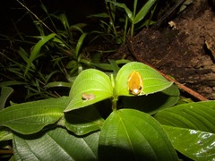 Dendropsophus triangulum
