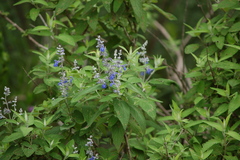 Salvia calolophos