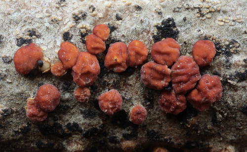 Red Tree Brain Fungus