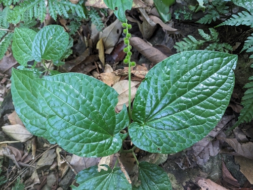 Zippelia begoniifolia