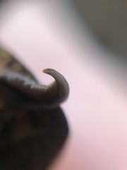 Continenticola