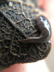 Continenticola