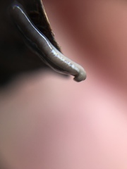 Continenticola