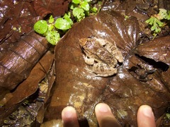 Leptodactylus wagneri