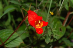 Seemannia nematanthodes
