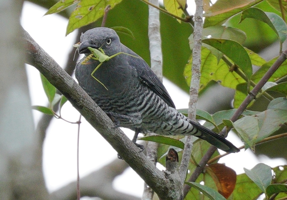 Bar-bellied Cuckooshrike photo