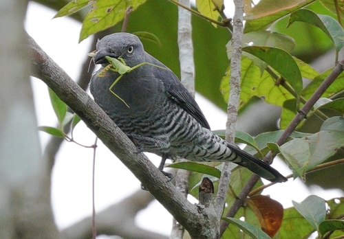 Bar-bellied Cuckooshrike