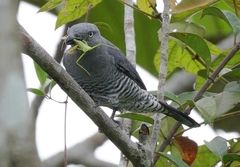 Bar-Bellied Cuckooshrike photo 1