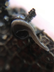 Continenticola