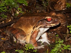 Leptodactylus pentadactylus