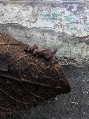 Continenticola