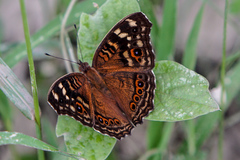Junonia erigone