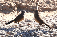 Cercotrichas coryphoeus coryphoeus