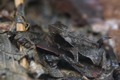 Rhinella margaritifera