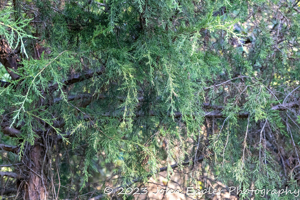 Eastern Redcedar From Woodbridge VA 22191 USA On August 17 2023 At