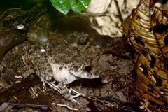 Oreobates quixensis