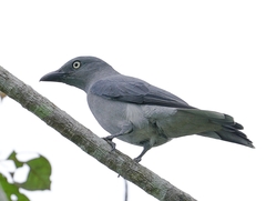 Bar-Bellied Cuckooshrike photo 2
