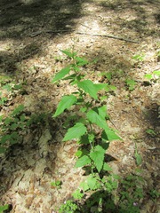 Scrophularia lanceolata