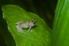 Pristimantis luscombei