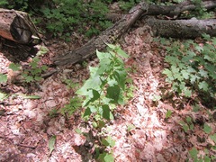 Scrophularia lanceolata