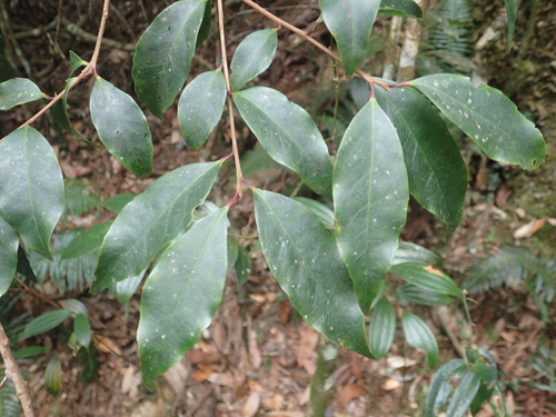 Symplocos sonoharae (Symplocos sonoharae)