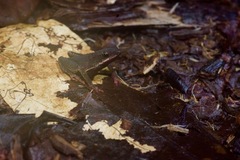 Amazophrynella minuta