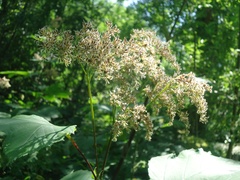 Filipendula camtschatica