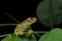 Boana cinerascens