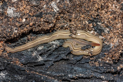 Australopacifica