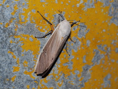 Creatonotos transiens vacillans