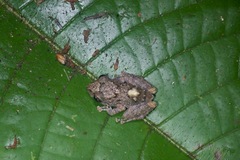 Pristimantis altamazonicus