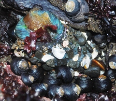 Aglaophenia struthionides