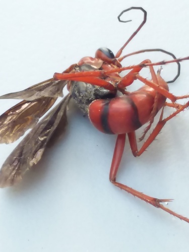 Rusty Spider Wasp photo 6