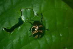 Platyphora fulvicornis
