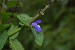 Salvia stachydifolia
