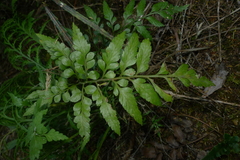Asplenium lyallii