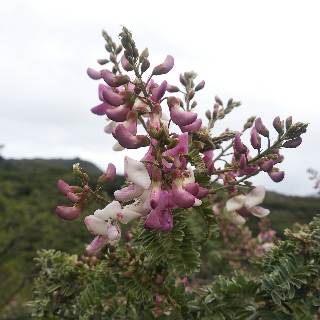 Coursetia grandiflora