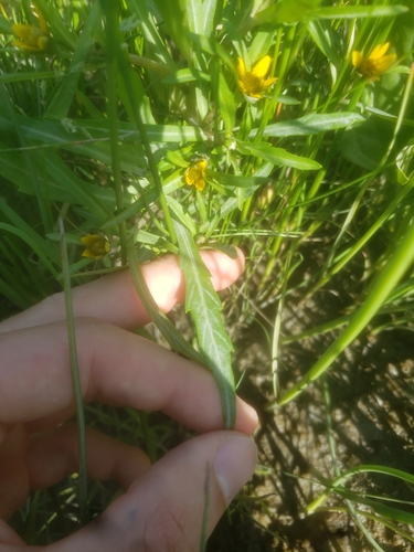 Image of Bidens hyperborea by (c) simonpesant, some rights reserved (CC BY)