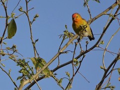 Cephalopyrus flammiceps