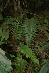 Cranfillia vulcanica