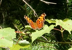 Polygonia faunus image